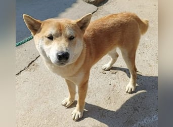 Narek-KK – junger Shiba-Inu-Typ sucht ein liebevolles Zuhause 