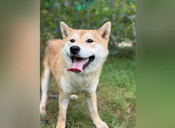 Narek-KK – junger Shiba-Inu-Typ sucht ein liebevolles Zuhause 