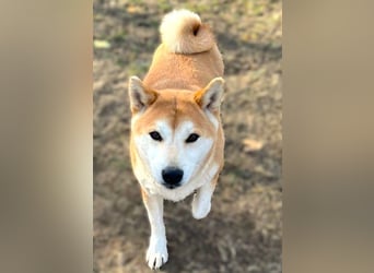 Sancho, 5 Jahre, Shiba Inu sucht sein Glück!