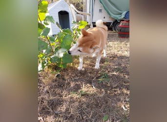 Sancho, 5 Jahre, Shiba Inu sucht sein Glück!