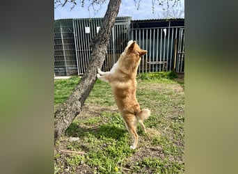 Sancho, 5 Jahre, Shiba Inu sucht sein Glück!