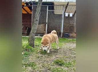 Sancho, 5 Jahre, Shiba Inu sucht sein Glück!