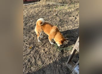Sancho, 5 Jahre, Shiba Inu sucht sein Glück!