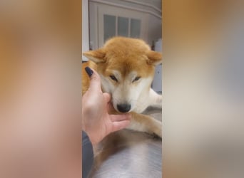 Sancho, 5 Jahre, Shiba Inu sucht sein Glück!