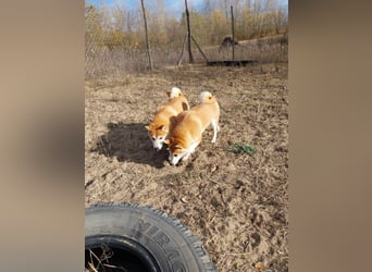 Sancho, 5 Jahre, Shiba Inu sucht sein Glück!
