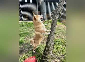 Sancho, 5 Jahre, Shiba Inu sucht sein Glück!