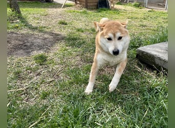 Sancho, 5 Jahre, Shiba Inu sucht sein Glück!