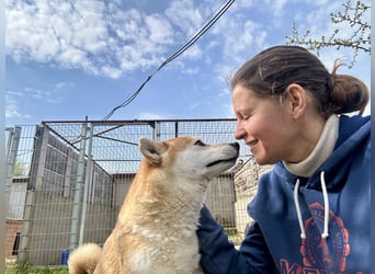 Naomi, ca. 40 cm, Shiba Inu