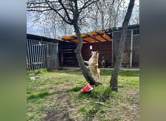Sancho, 5 Jahre, Shiba Inu sucht sein Glück!