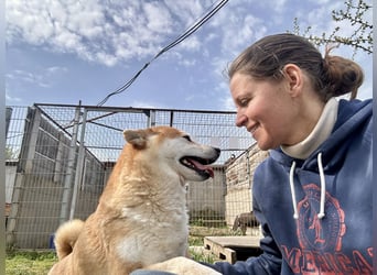 Naomi, ca. 40 cm, Shiba Inu