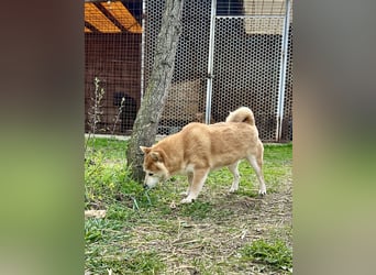Sancho, 5 Jahre, Shiba Inu sucht sein Glück!