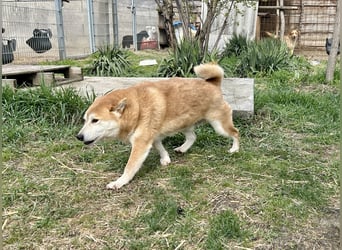 Sancho, 5 Jahre, Shiba Inu sucht sein Glück!
