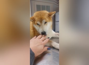 Sancho, 5 Jahre, Shiba Inu sucht sein Glück!