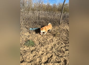 Sancho, 5 Jahre, Shiba Inu sucht sein Glück!
