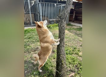 Sancho, 5 Jahre, Shiba Inu sucht sein Glück!