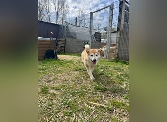 Sancho, 5 Jahre, Shiba Inu sucht sein Glück!