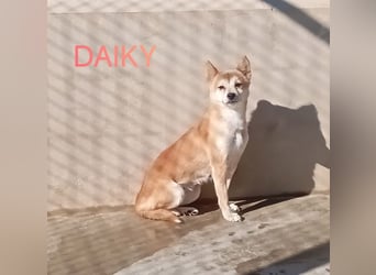 DAIKY-sanft, zurückhaltende, liebenswerte Begleiterin mit großem Herzen sucht liebevolles Zuhause