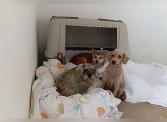 DAIKY-sanft, zurückhaltende, liebenswerte Begleiterin mit großem Herzen sucht liebevolles Zuhause