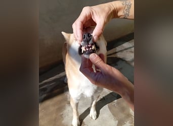 DAIKY-sanft, zurückhaltende, liebenswerte Begleiterin mit großem Herzen sucht liebevolles Zuhause