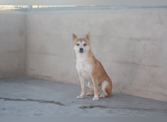 DAIKY-sanft, zurückhaltende, liebenswerte Begleiterin mit großem Herzen sucht liebevolles Zuhause