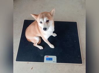 DAIKY-sanft, zurückhaltende, liebenswerte Begleiterin mit großem Herzen sucht liebevolles Zuhause