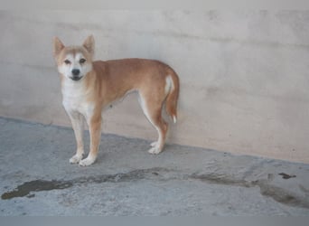 DAIKY-sanft, zurückhaltende, liebenswerte Begleiterin mit großem Herzen sucht liebevolles Zuhause