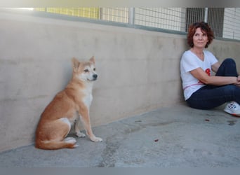 DAIKY-sanft, zurückhaltende, liebenswerte Begleiterin mit großem Herzen sucht liebevolles Zuhause
