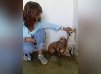 DAIKY-sanft, zurückhaltende, liebenswerte Begleiterin mit großem Herzen sucht liebevolles Zuhause