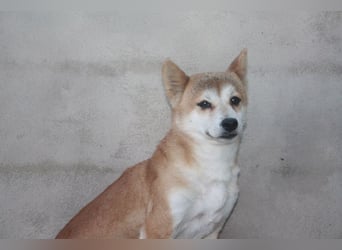 DAIKY-sanft, zurückhaltende, liebenswerte Begleiterin mit großem Herzen sucht liebevolles Zuhause