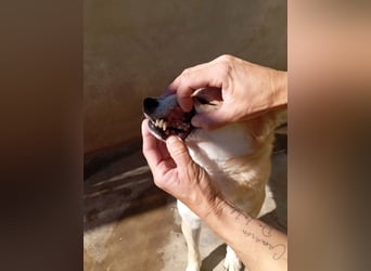 DAIKY-sanft, zurückhaltende, liebenswerte Begleiterin mit großem Herzen sucht liebevolles Zuhause