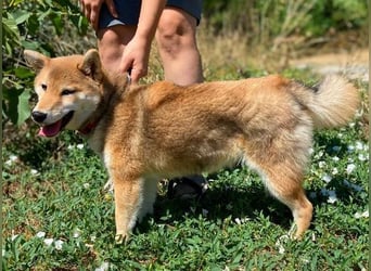 BELLA ist eine zuckersüßes Mädel