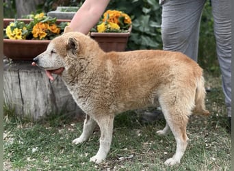 Naraku sucht einen Gnadenplatz