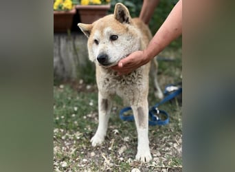 Naraku sucht einen Gnadenplatz
