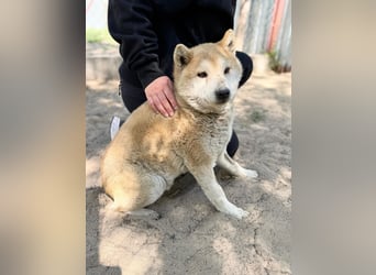 Naraku sucht einen Gnadenplatz