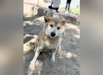 Naraku sucht einen Gnadenplatz