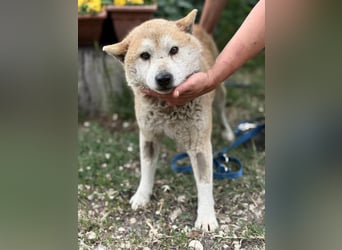Naraku sucht einen Gnadenplatz