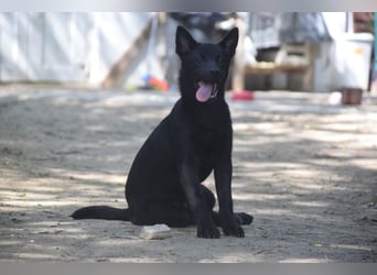 Shora - bezaubernde, junge Hündin die uns Menschen sehr mag