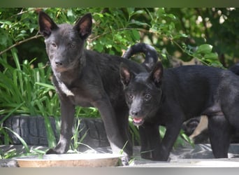 Shira - bezaubernde, freundliche, junge Hündin