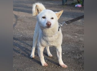 Lemon - sanfter, ruhiger, lieber Rüde