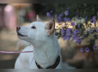 Lemon - sanfter, ruhiger, lieber Rüde