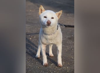 Lemon - sanfter, ruhiger, lieber Rüde