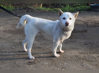 Lemon - sanfter, ruhiger, lieber Rüde