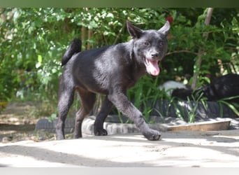 Shora - bezaubernde, junge Hündin die uns Menschen sehr mag