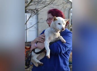 Lemon - sanfter, ruhiger, lieber Rüde