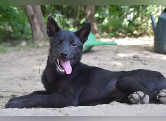 Shora - süße, tolle, junge Hündin die uns Menschen sehr mag