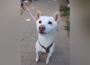 Lemon - sanfter, ruhiger, lieber Rüde