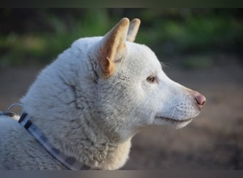 Lemon - sanfter, ruhiger, lieber Rüde