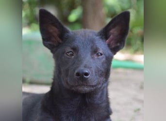 Shira - bezaubernde, freundliche, junge Hündin