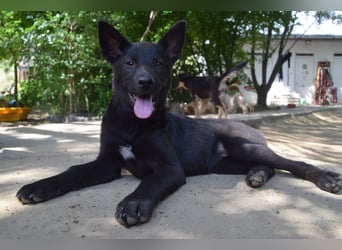 Shira - bezaubernde, freundliche, junge Hündin