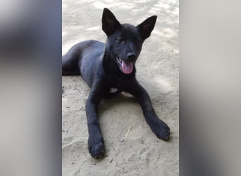 Shira - bezaubernde, freundliche, junge Hündin